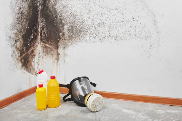 Best Professional Mold Removal  in Fanning Springs, FL