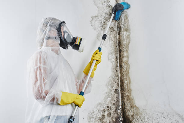 Best Residential Mold Removal  in Fanning Springs, FL