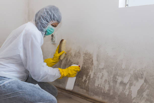 Best Local Mold Removal Service  in Fanning Springs, FL