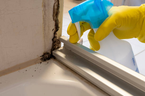 Professional Mold Removal in Fanning Springs, FL