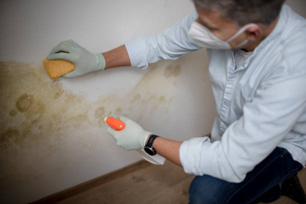 Best Mold Remediation Experts  in Fanning Springs, FL