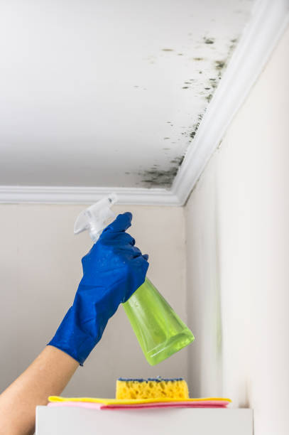 Best Emergency Mold Removal  in Fanning Springs, FL